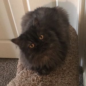 Meet your Posher, Rosy